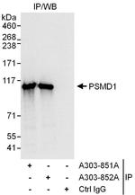 PSMD1 Antibody in Western Blot (WB)