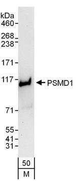 PSMD1 Antibody in Western Blot (WB)