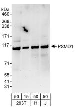 PSMD1 Antibody in Western Blot (WB)