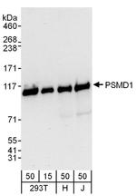 PSMD1 Antibody in Western Blot (WB)