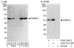 PSMD11 Antibody in Western Blot (WB)