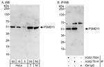 PSMD11 Antibody in Western Blot (WB)