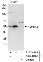 PSMD12 Antibody in Immunoprecipitation (IP)