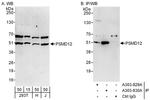 PSMD12 Antibody in Western Blot (WB)