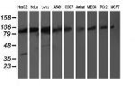 PSMD2 Antibody in Western Blot (WB)