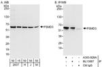 PSMD3 Antibody in Western Blot (WB)