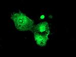 PSMD3 Antibody in Immunocytochemistry (ICC/IF)