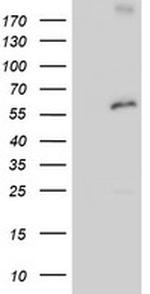 PSMD3 Antibody in Western Blot (WB)