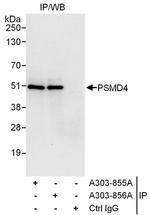 PSMD4 Antibody in Western Blot (WB)