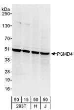 PSMD4 Antibody in Western Blot (WB)