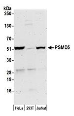 PSMD5/26S Proteasome Subunit S5B Antibody in Western Blot (WB)