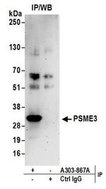 PSME3 Antibody in Western Blot (WB)