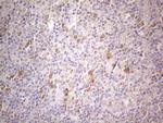 PSMG2 Antibody in Immunohistochemistry (Paraffin) (IHC (P))