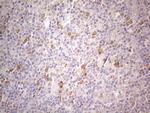 PSMG2 Antibody in Immunohistochemistry (Paraffin) (IHC (P))