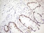 PSMG2 Antibody in Immunohistochemistry (Paraffin) (IHC (P))