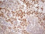 PSMG2 Antibody in Immunohistochemistry (Paraffin) (IHC (P))