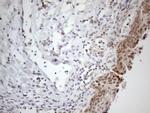 PSMG2 Antibody in Immunohistochemistry (Paraffin) (IHC (P))