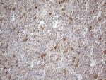 PSMG2 Antibody in Immunohistochemistry (Paraffin) (IHC (P))