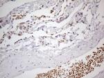 PSMG2 Antibody in Immunohistochemistry (Paraffin) (IHC (P))