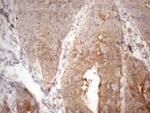 PSMG2 Antibody in Immunohistochemistry (Paraffin) (IHC (P))