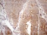 PSMG2 Antibody in Immunohistochemistry (Paraffin) (IHC (P))