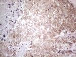 PSMG2 Antibody in Immunohistochemistry (Paraffin) (IHC (P))