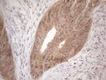 PSMG2 Antibody in Immunohistochemistry (Paraffin) (IHC (P))