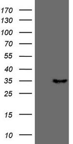 PSMG2 Antibody in Western Blot (WB)