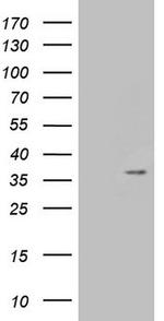 PSMG2 Antibody in Western Blot (WB)