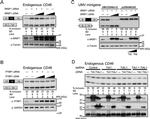 PTBP1 Antibody in Western Blot (WB)