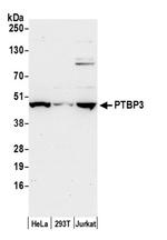 PTBP3/ROD1 Antibody in Western Blot (WB)