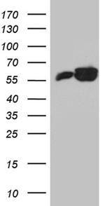 PTBP3 Antibody in Western Blot (WB)