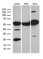 PTBP3 Antibody in Western Blot (WB)