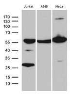 PTBP3 Antibody in Western Blot (WB)