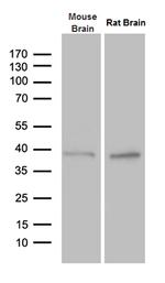 PTF1A Antibody in Western Blot (WB)