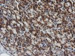 PTGES2 Antibody in Immunohistochemistry (Paraffin) (IHC (P))