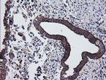 PTGES2 Antibody in Immunohistochemistry (Paraffin) (IHC (P))