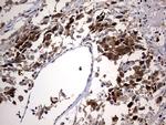 PTGES3 Antibody in Immunohistochemistry (Paraffin) (IHC (P))