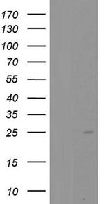 PTGES3 Antibody in Western Blot (WB)