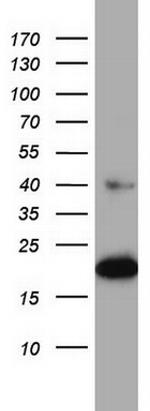 PTGES3 Antibody in Western Blot (WB)