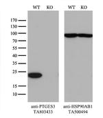 PTGES3 Antibody in Western Blot (WB)