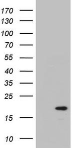 PTGES3 Antibody in Western Blot (WB)