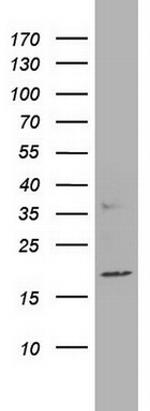 PTGES3 Antibody in Western Blot (WB)