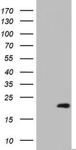 PTGES3 Antibody in Western Blot (WB)