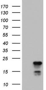 PTGES3 Antibody in Western Blot (WB)