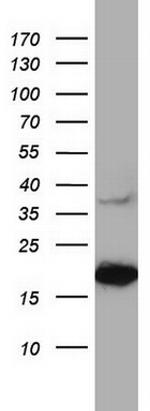PTGES3 Antibody in Western Blot (WB)