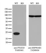 PTGES3 Antibody in Western Blot (WB)