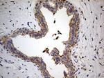 PTH Antibody in Immunohistochemistry (Paraffin) (IHC (P))