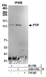 PTIP Antibody in Western Blot (WB)