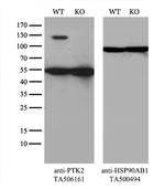 PTK2 Antibody in Western Blot (WB)